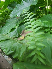 Christella parasitica