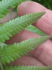 Christella parasitica