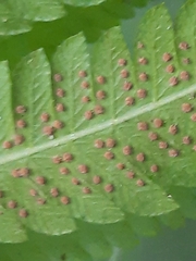 Christella parasitica