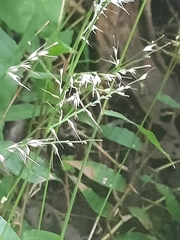 Oplismenus compositus
