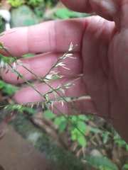 Oplismenus compositus