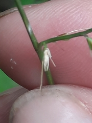 Oplismenus compositus