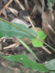 Oplismenus compositus