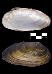 Unio mancus