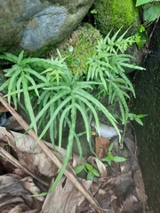 Pteris multifida