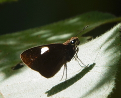 Notocrypta