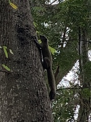 Callosciurus caniceps