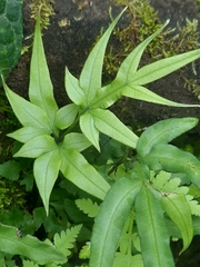 Pteris multifida