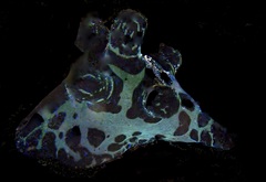 Coriocella nigra