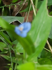 Commelina diffusa