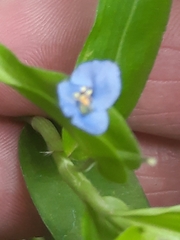 Commelina diffusa