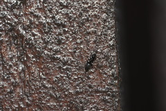 Technomyrmex albipes