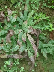 Pteris multifida