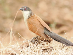 Centropus superciliosus