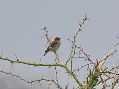 Cinnyricinclus leucogaster