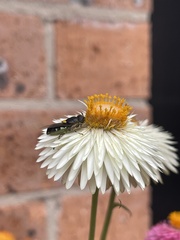Odontomyia hunteri