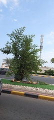 Ziziphus jujuba