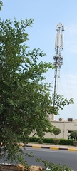 Ziziphus jujuba