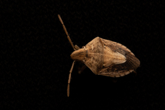 Aeliomorpha