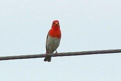 Anaplectes rubriceps