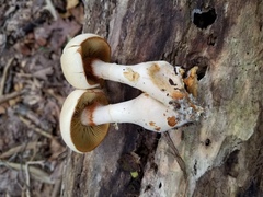 Cortinarius flavifolius