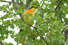 Telophorus sulfureopectus