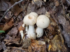 Cortinarius flavifolius