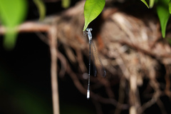 Labidiosticta vallisi