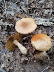 Cortinarius flavifolius
