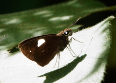 Notocrypta