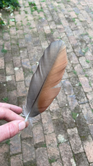 Alopochen aegyptiaca