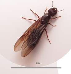 Carebara
