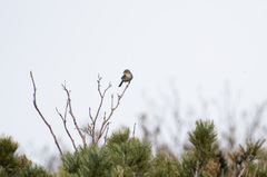 Phylloscopus fuscatus
