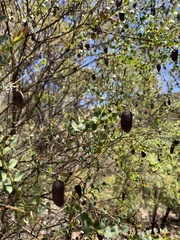 Bossiaea rhombifolia