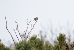 Phylloscopus fuscatus