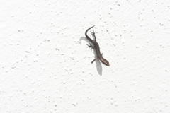 Lampropholis delicata