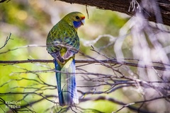 Platycercus elegans flaveolus