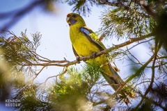 Platycercus elegans flaveolus