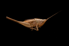 Conocephalus maculatus