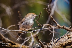 Acanthiza uropygialis