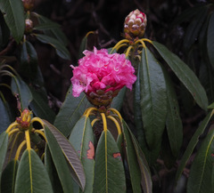 Rhododendron arboreum