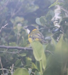 Pachycephala pectoralis contempta