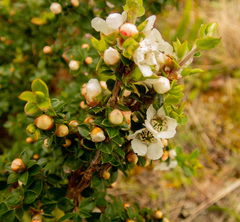 Myrtaceae