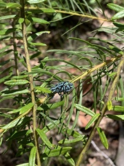 Chrysolopus spectabilis