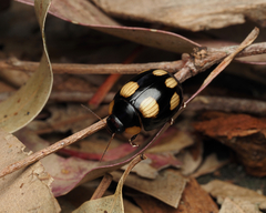 Paropsisterna sexpustulata