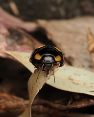 Paropsisterna sexpustulata