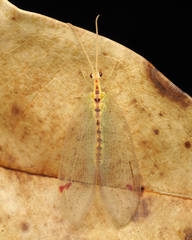 Norfolius howensis