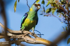 Barnardius zonarius barnardi