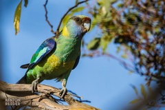 Barnardius zonarius barnardi