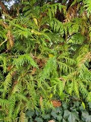 Thuja